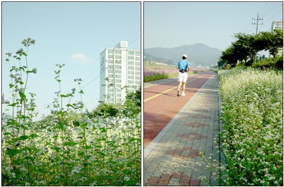 아파트를 배경으로 도심 속에 흐드러지게 핀 메밀꽃 사진 